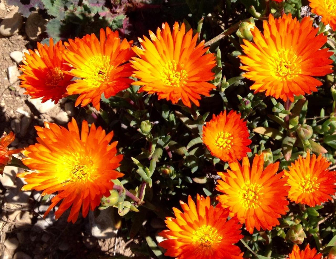 De La Soie Violes